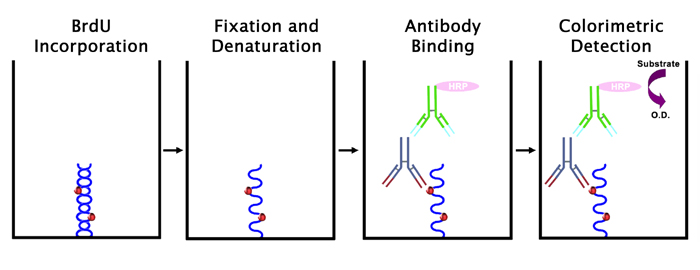 brdu-cell-proliferation-elisa-kit